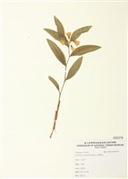 藏品(山寶鐸花)的圖片